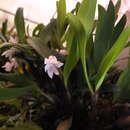 Image of Eria pseudoclavicaulis Blatt.