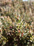 Image of Acrothamnus montanus (R. Br.) Quinn