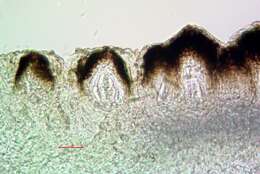 Image of Stigmidium squamariae (B. de Lesd.) Cl. Roux & Triebel 1994