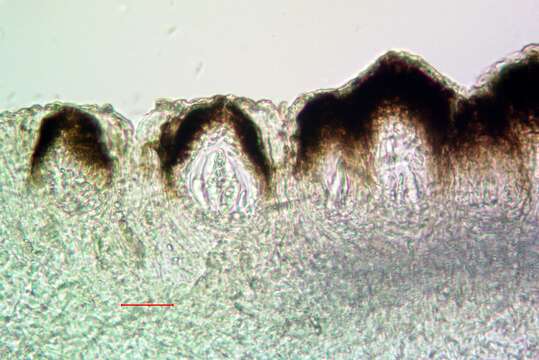 Imagem de Stigmidium squamariae (B. de Lesd.) Cl. Roux & Triebel 1994