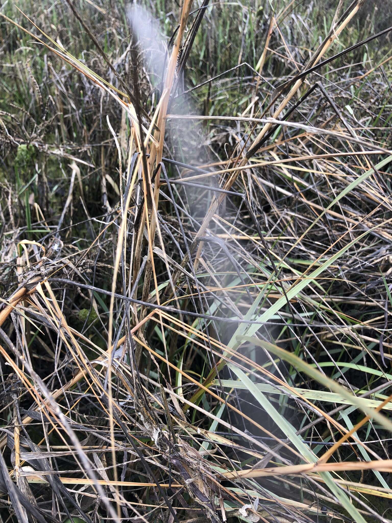 Image of California Cord Grass