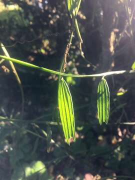 Image of Passiflora bicuspidata (H. Karst.) Mast.