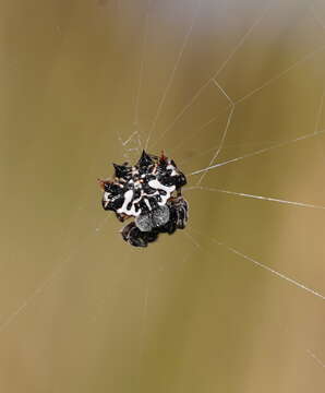 Image of Spiny orb-weavers