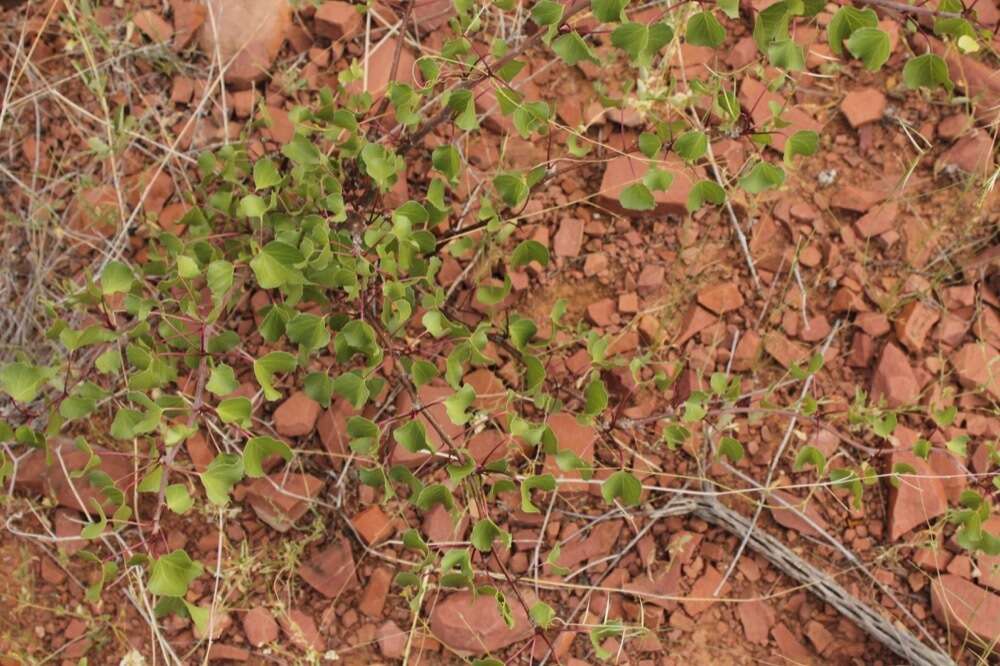 Imagem de Jatropha cardiophylla (Torr.) Müll. Arg.