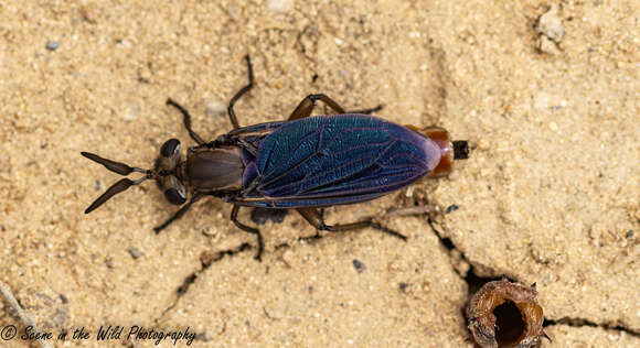 Image of Phyllomydas phyllocerus Bigot 1880