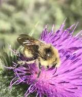 Image of Van Dyke Bumble Bee