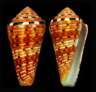 Image of Conus aurisiacus Linnaeus 1758