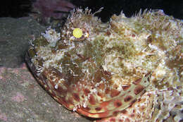 Image of Eastern Red scorpionfish