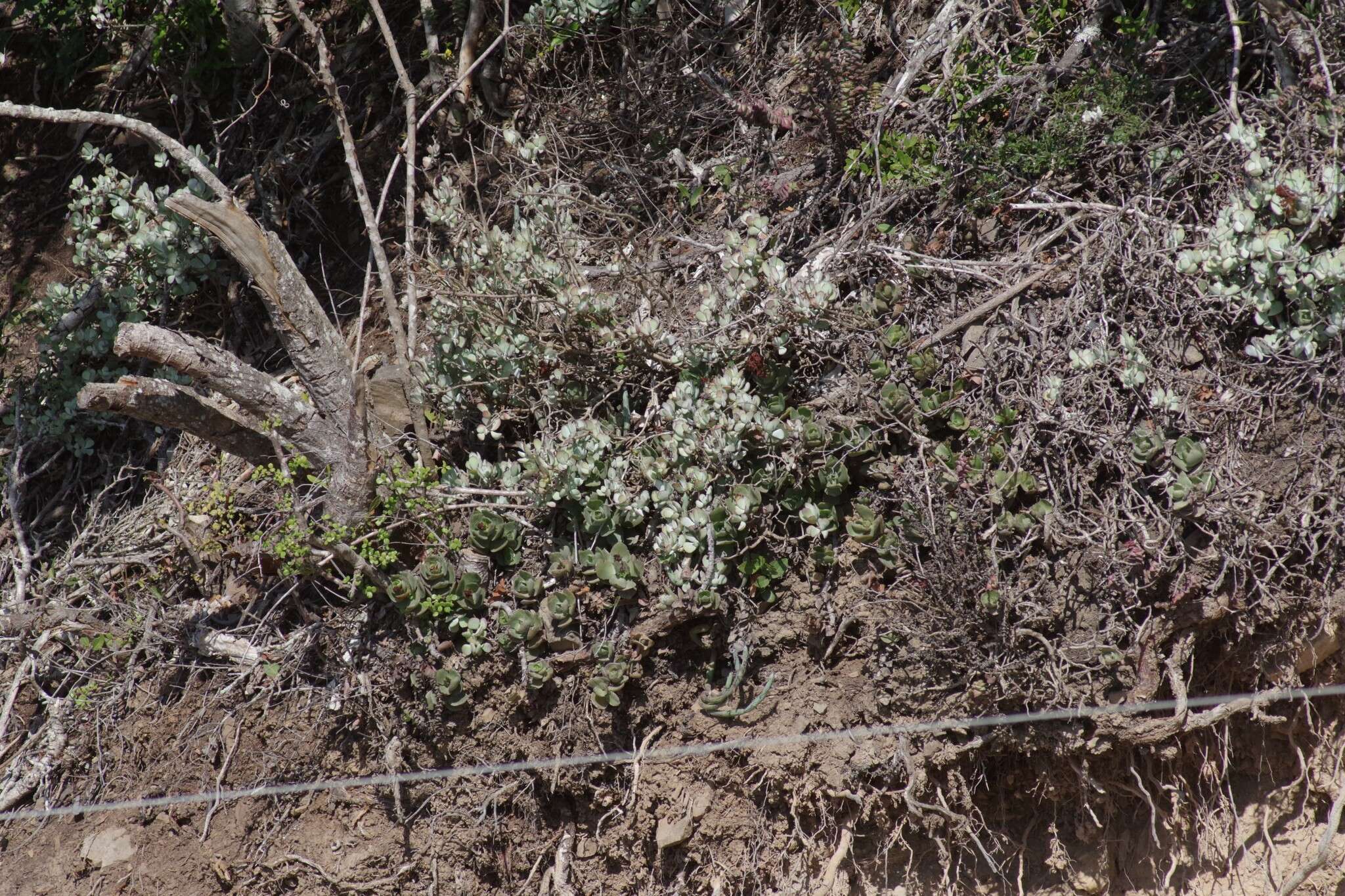 Image of Crassula lactea