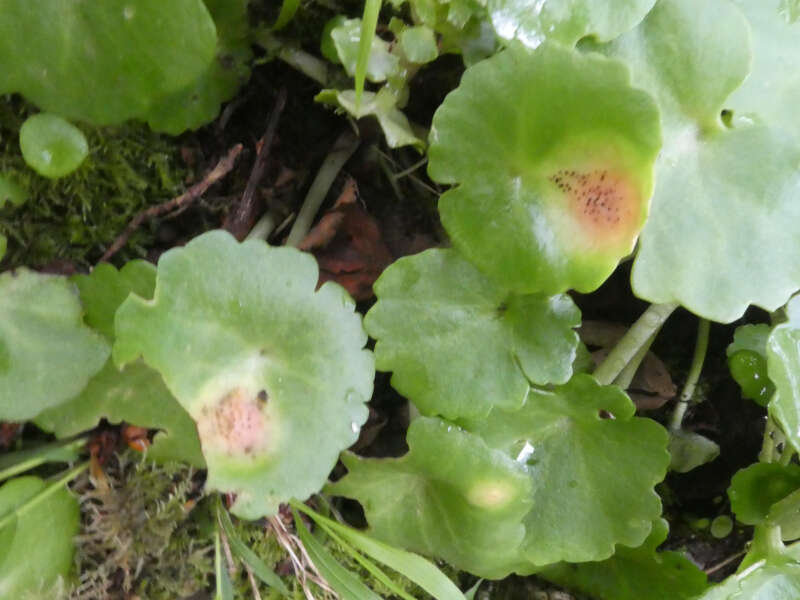 Image of Puccinia umbilici Guépin 1830