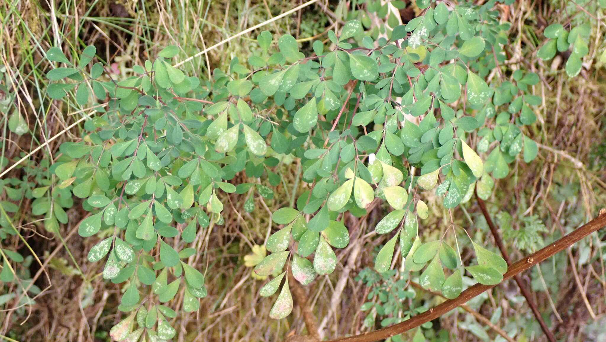 Image of Boenninghausenia albiflora (Hook.) Rchb. ex Meisn.