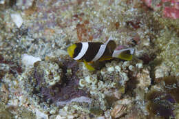 Plancia ëd Amphiprion clarkii (Bennett 1830)