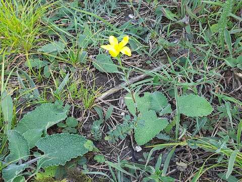 Image of Linum mucronatum subsp. armenum (Bordzil.) P. H. Davis