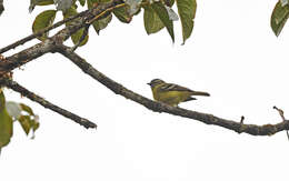 Image of Black-capped Tyrannulet