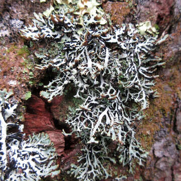 Image of Brownish monk's-hood lichen