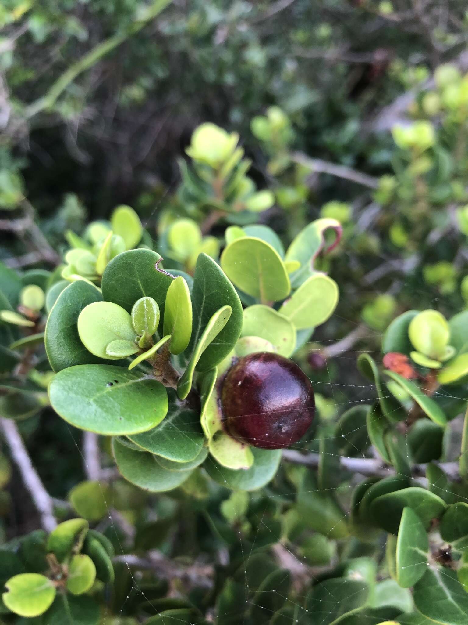 Sivun Diospyros rotundifolia Hiern kuva