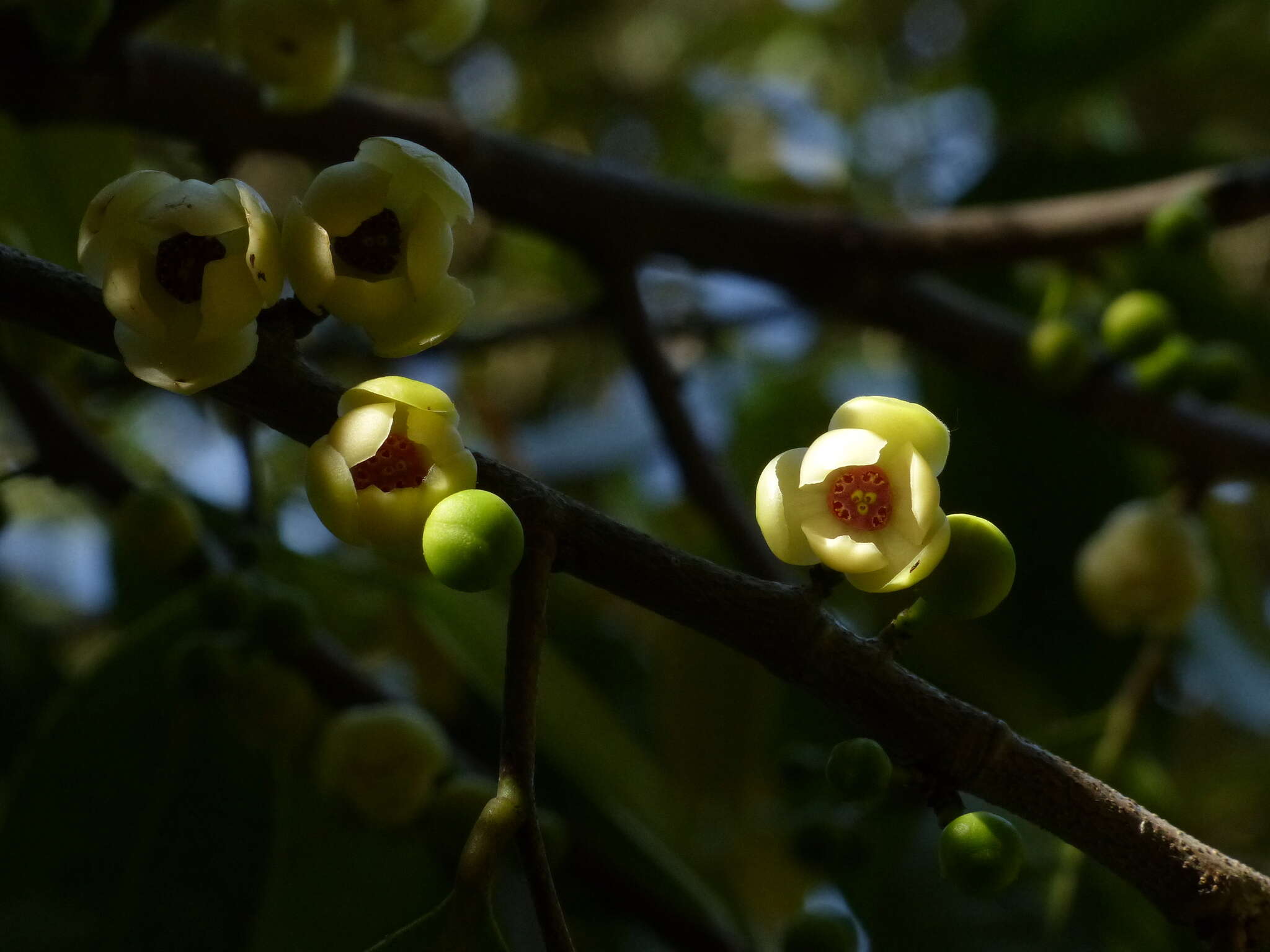 Plancia ëd Sageraea laurina Dalzell