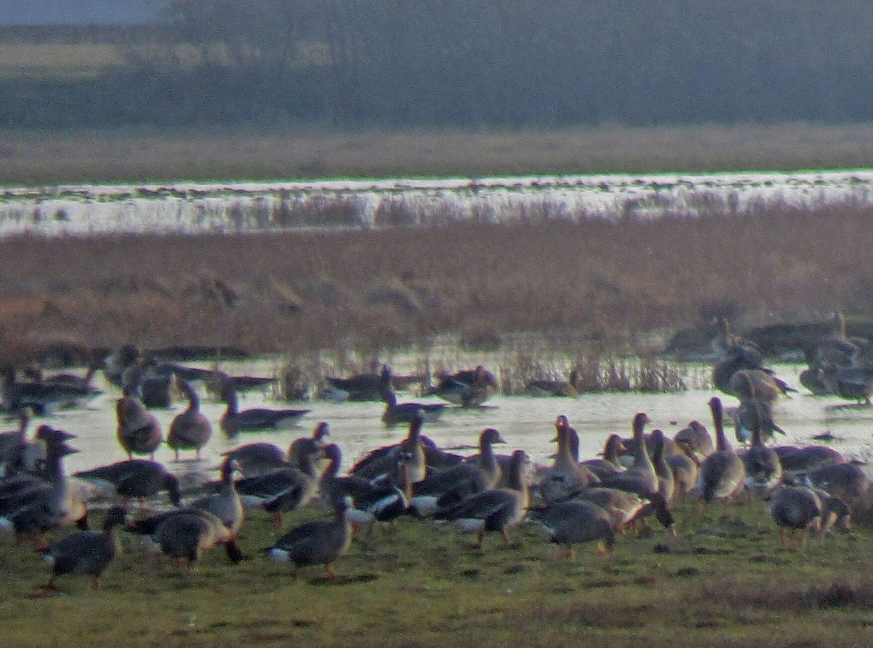 Image of Red-breasted Goose