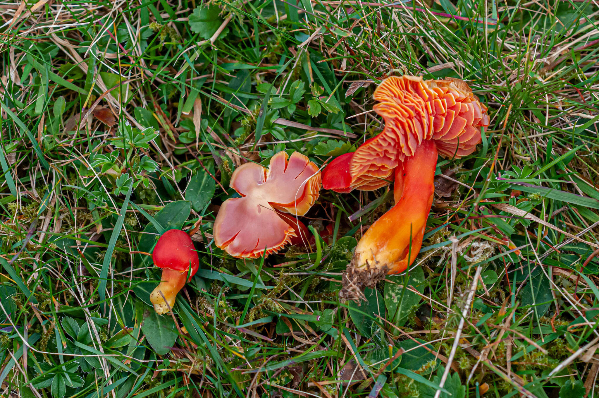 Sivun Hygrocybe splendidissima (P. D. Orton) M. M. Moser 1967 kuva