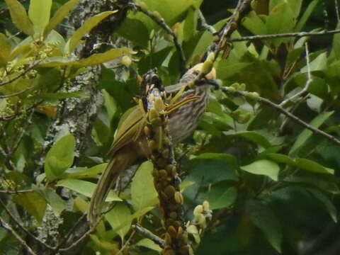 Image of Straw-crowned Bulbul