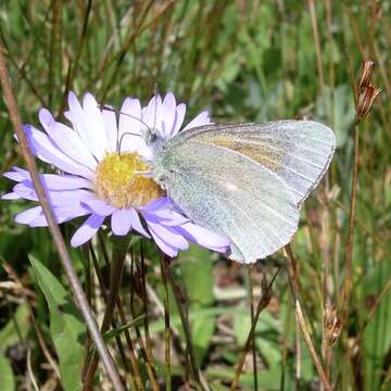 Colias meadii Edwards 1871 resmi