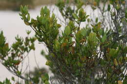 Image of False lemon-thorn