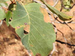 Sivun Terminalia latipes subsp. psilocarpa L. Pedley kuva