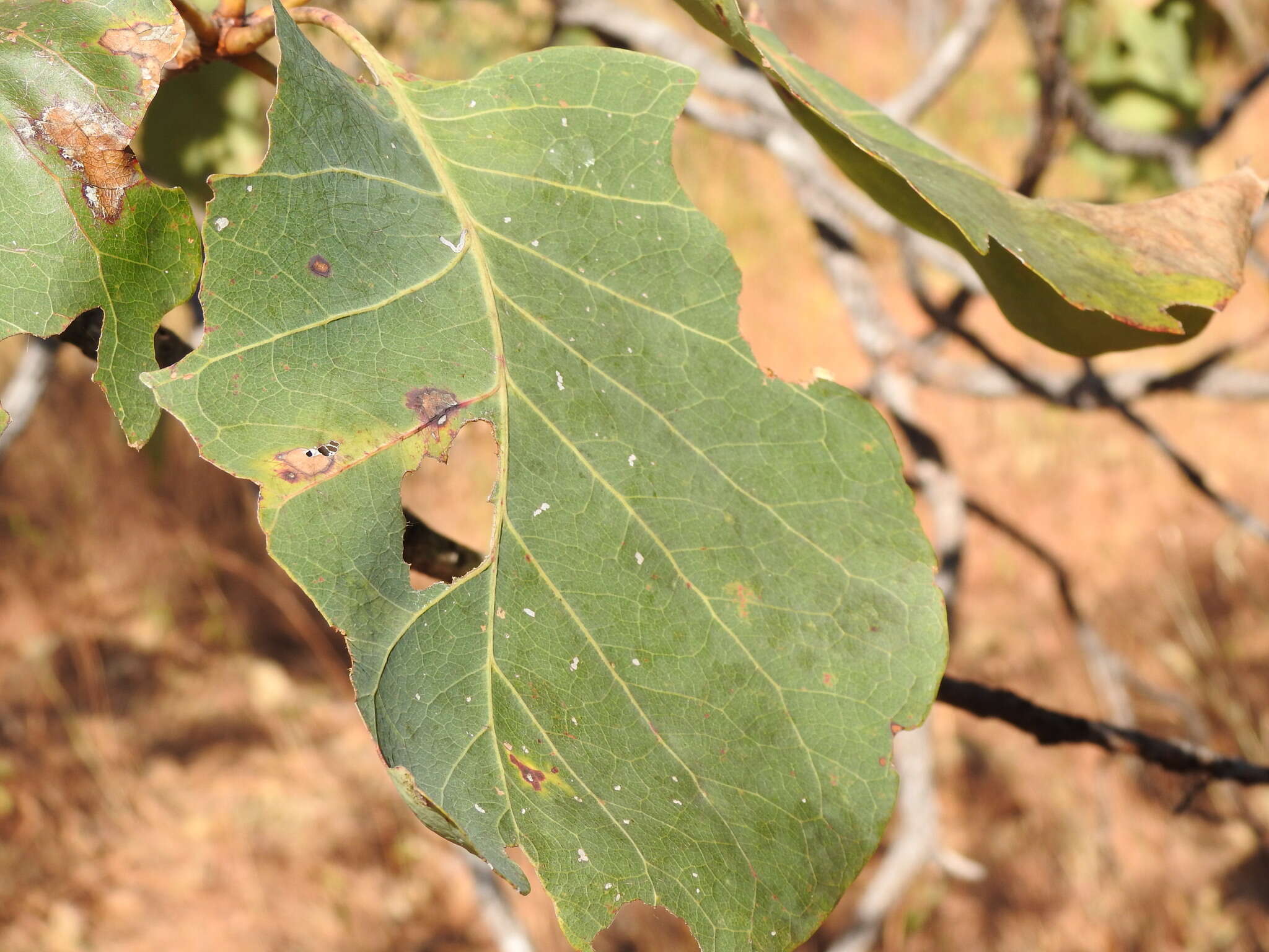 Image de Terminalia latipes subsp. psilocarpa L. Pedley