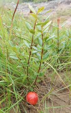 Image of Eugenia capensis subsp. albanensis (Sond.) F. White