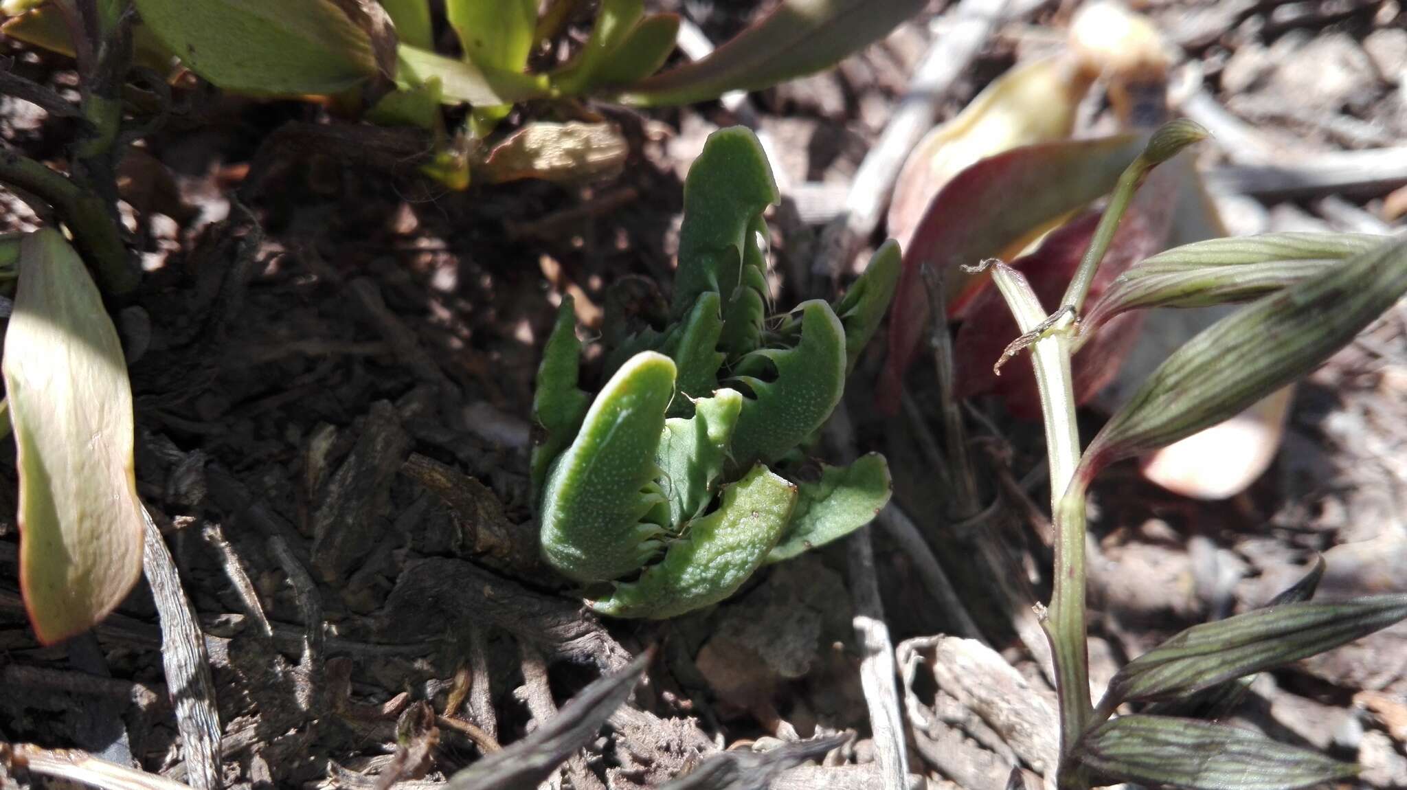 Image of Faucaria felina (Weston) Schwant. & Jacobsen