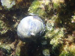 Image of Bulla quoyii Gray 1843