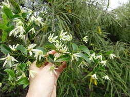 Image of Clematis forsteri J. F. Gmel.