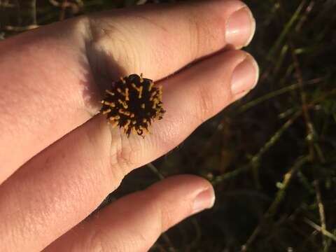 Image of Rayless Sunflower