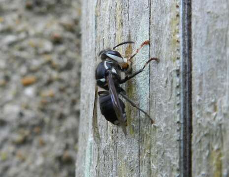 Image of Bald-faced Hornet