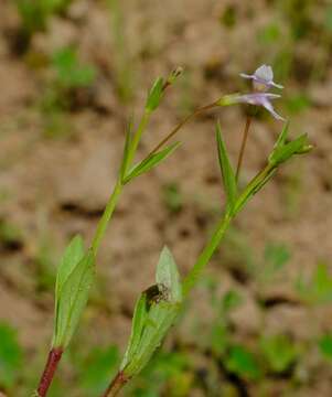 Image of Lindernia parviflora (Roxb.) Haines