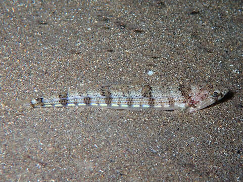 Image of Atlantic Lizardfish