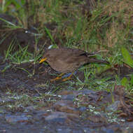 Turdus chiguanco d'Orbigny & Lafresnaye 1837 resmi