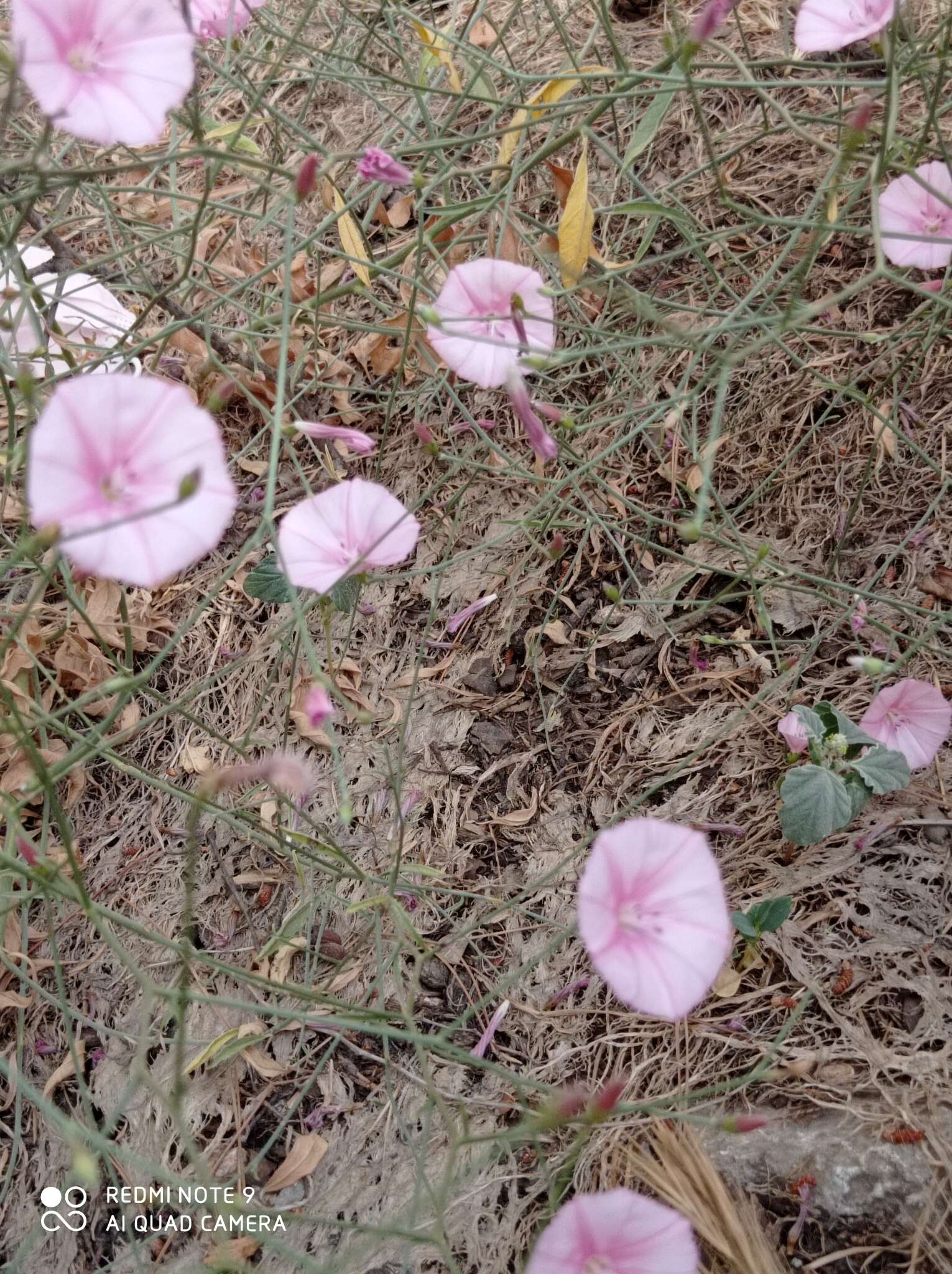 Image of Convolvulus dorycnium L.