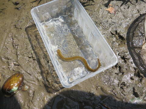 Image of Ohio lamprey