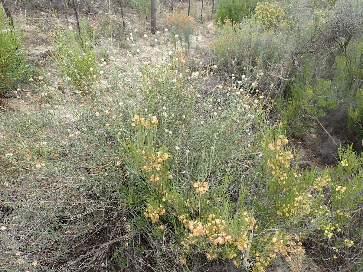 Image of Phymaspermum leptophyllum (DC.) Benth. & Hook. fil.