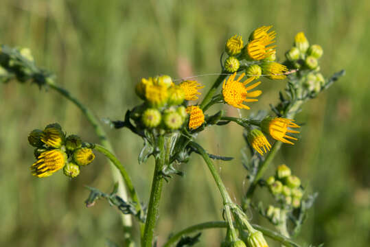 Image de Jacobaea vulgaris Gaertn.