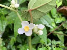 Image of Begonia longifolia Blume