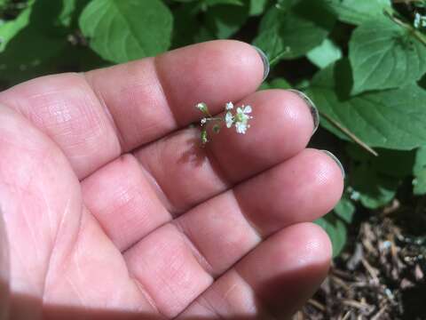 Image of small enchanter's nightshade