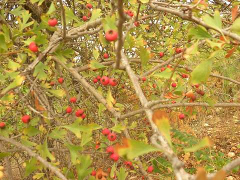 Sivun Crataegus sinaica Boiss. kuva