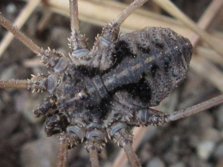 Sivun Bidentolophus bidens (Simon 1880) kuva