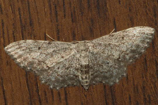 Sivun Idaea incisaria Staudinger 1892 kuva