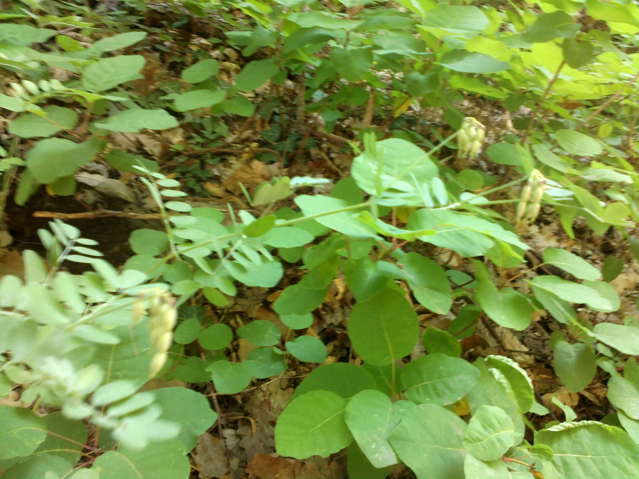 صورة Coronilla coronata L.