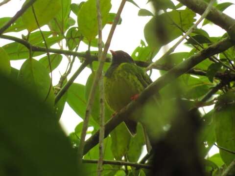 Image of Green-and-black Fruiteater