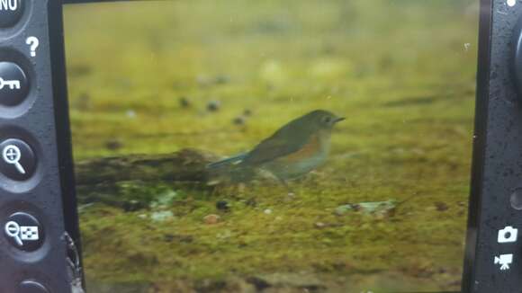 Image de Robin à flancs roux