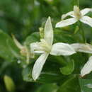 Image of Clematis terniflora var. garanbiensis (Hayata) M. C. Chang